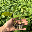 Tuolubamu Seeds, 5g