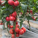 Gemjet No.5 F1 Tomato Seeds, 100 Seeds