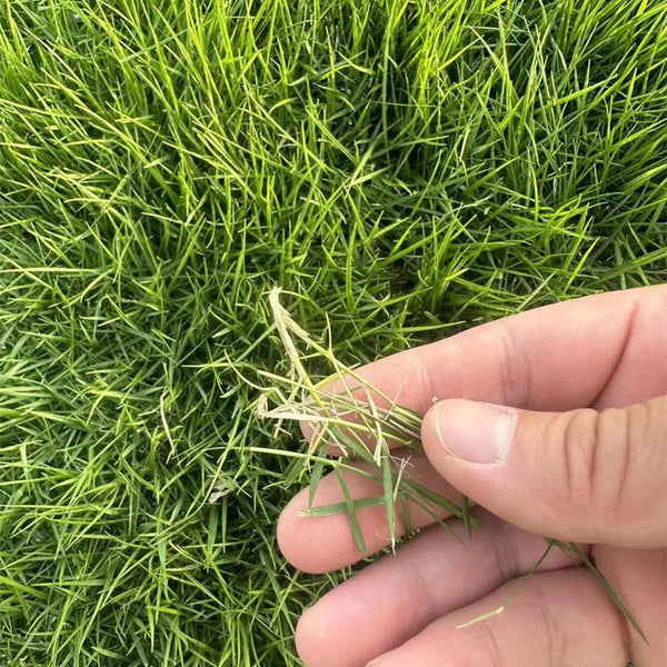 Bermudagrass, 50 Grams Hulled Coated Seeds