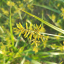 Nutgrass Seeds, 1g