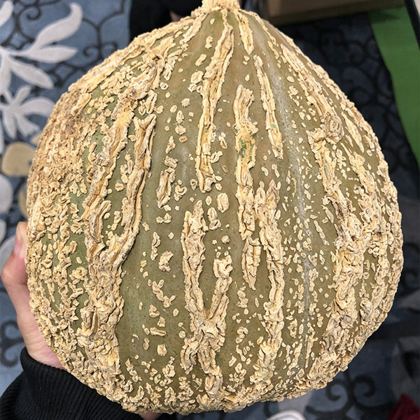 Fushun Ribbed Ugly Pumpkin, 10 Seeds