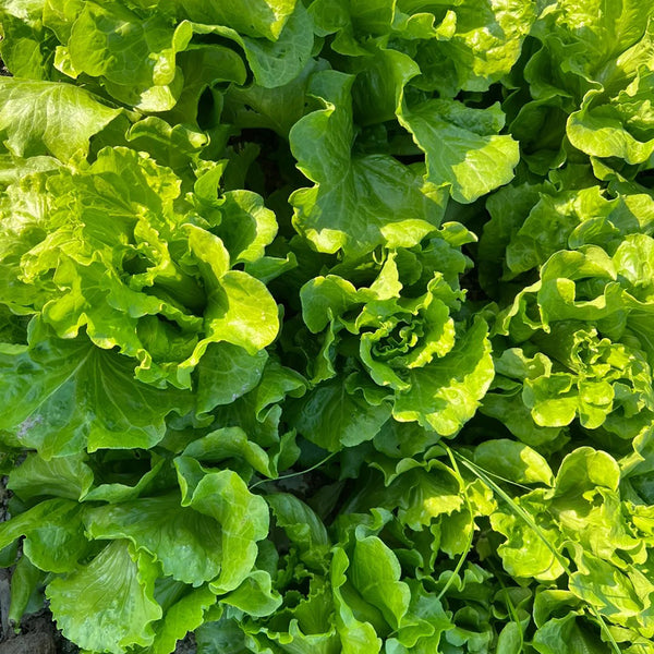Italian Slow-Bolt Lettuce Seeds, 10g
