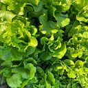 Italian Slow-Bolt Lettuce Seeds, 10g