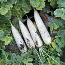 "Hakudaikon" Radish Seeds, 10g