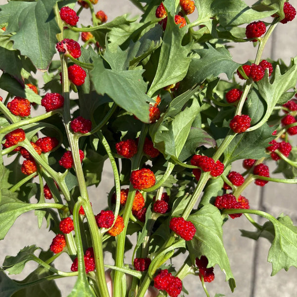 Strawberry Spinach, 200 Seeds