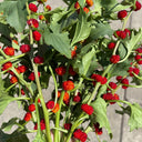 Strawberry Spinach, 200 Seeds