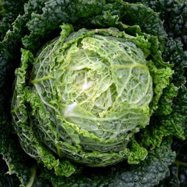 'Dongzhou No.1' Cabbage Seeds, 5g