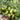 755 Emerald Jewel Tomato, 5 Seeds
