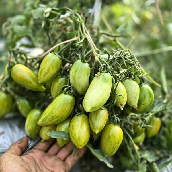 755 Emerald Jewel Tomato, 5 Seeds