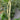 'Zhuzai' Thick-fleshed Sweet Long Bean Seeds, 20g