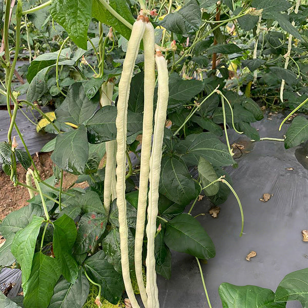 'Zhuzai' Thick-fleshed Sweet Long Bean Seeds, 20g