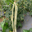 'Zhuzai' Thick-fleshed Sweet Long Bean Seeds, 20g