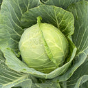 Iron Green 45 Cabbage, 10g