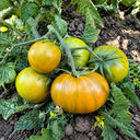 127 Lime Green Salad Tomato, 5 Seeds