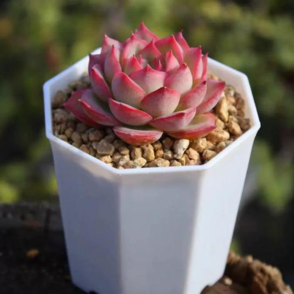 Echeveria 'Silhouette', 3pcs x 1-head