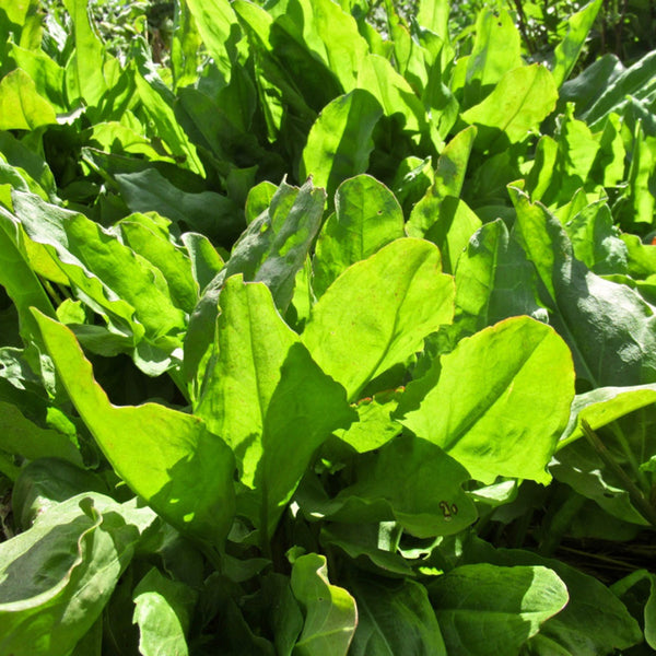 Broad Leaf Sorrel, 1000 Seeds