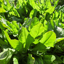 Broad Leaf Sorrel, 1000 Seeds
