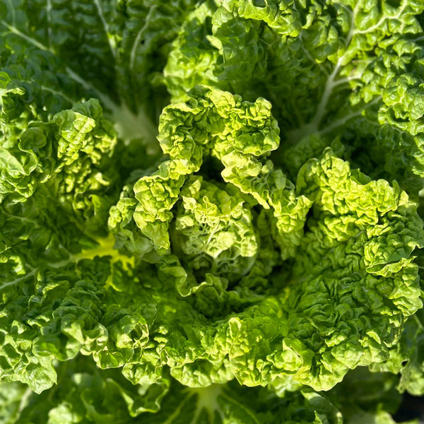 Early Royal Beijing Cabbage Seeds, 20g