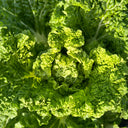 Early Royal Beijing Cabbage Seeds, 20g