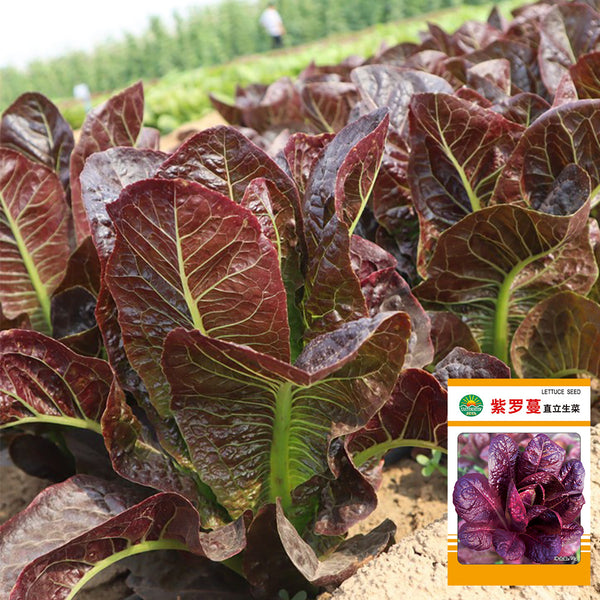 Purple Roman Lettuce Seeds, 10g
