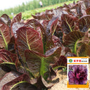 Purple Roman Lettuce Seeds, 10g