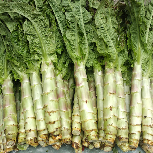 'Jiemei' Pointed-Leaf Red Celtuce Seeds, 10g