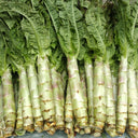 'Jiemei' Pointed-Leaf Red Celtuce Seeds, 10g
