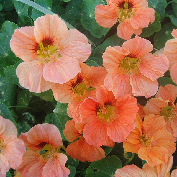 Peach Blossom' Nasturtium Seeds, 50 Seeds