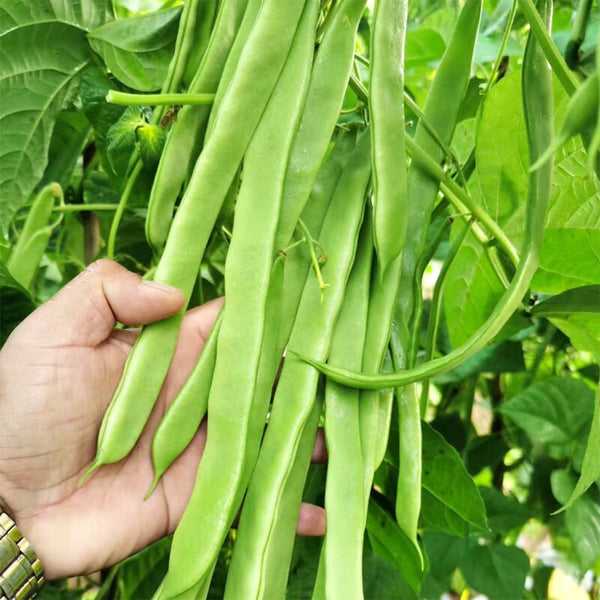 Huajun No.10 Snow Bean Seeds, 10g