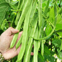 Huajun No.10 Snow Bean Seeds, 10g