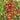 300 Sweet As Linda Tomato, 5 Seeds