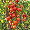 300 Sweet As Linda Tomato, 5 Seeds