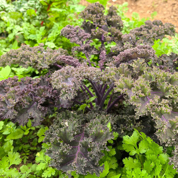 Ziyu No. 1 Kale Seeds, 2g