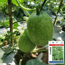 Green Star Wax Gourd Seeds, 10g