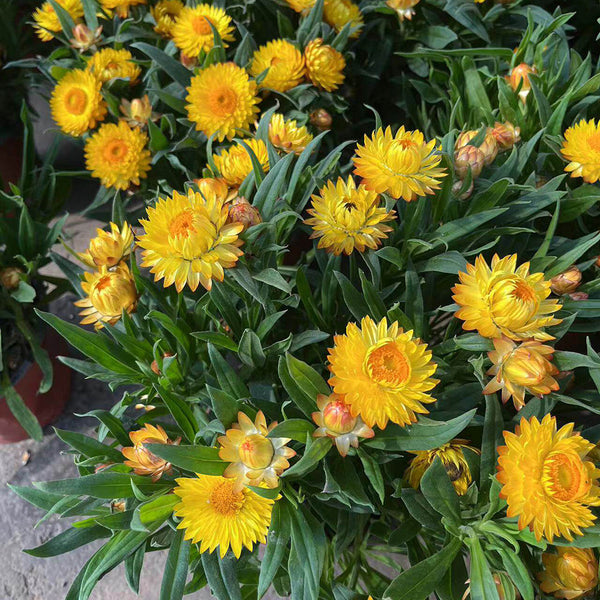 He Zhi Chun Strawflower Seeds, 1g