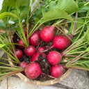 Red Cherry Radish Seeds, 10g