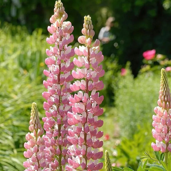Pink Lupin, 100 Seeds