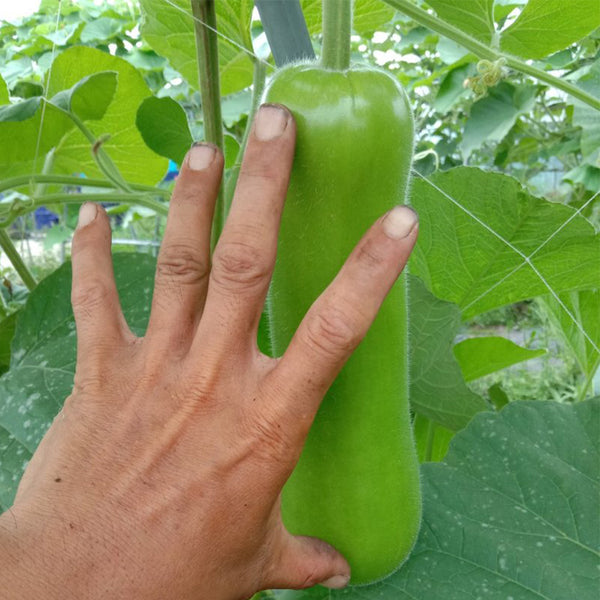 Cuiying Bottle Gourd Seeds, 10g