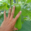 Cuiying Bottle Gourd Seeds, 10g
