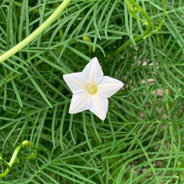 White Cypress Vine, 100 Seeds