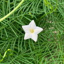 White Cypress Vine, 100 Seeds
