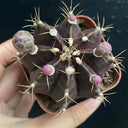 Gymnocalycium mihanovichii 'Hibotan Purple', 3-4cm