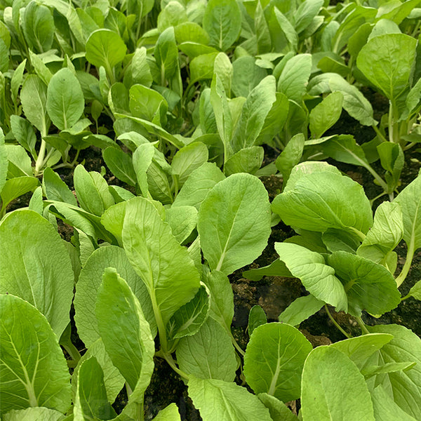 Tianfei Beautiful Pakchoi Seeds, 10g