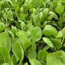 Tianfei Beautiful Pakchoi Seeds, 10g