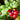 American Cranberry, 5 Seeds