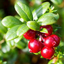 American Cranberry, 5 Seeds