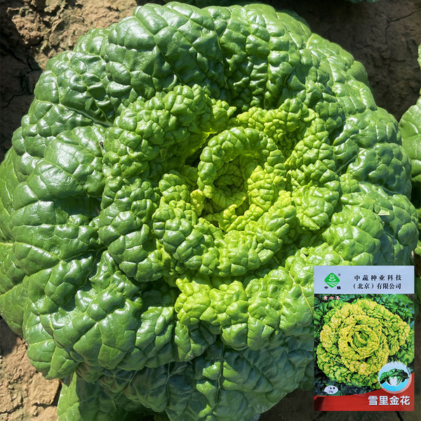 Yellow-Heart Wuta Cai Seeds, 10g