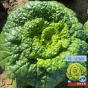 Yellow-Heart Wuta Cai Seeds, 10g