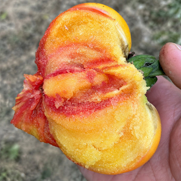 U2608 Cocktail Fruit Tomato, 20 Seeds