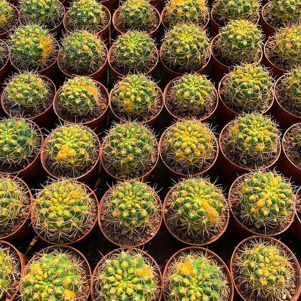 Variegated Gymnocalycium baldianum Live Cactus
